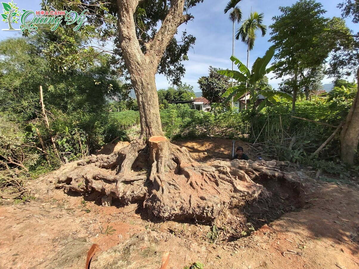 Hướng dẫn cách bứng cây