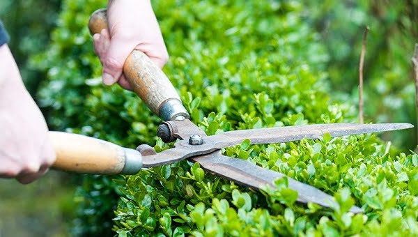 Cắt tỉa cây trước khi bứng cây