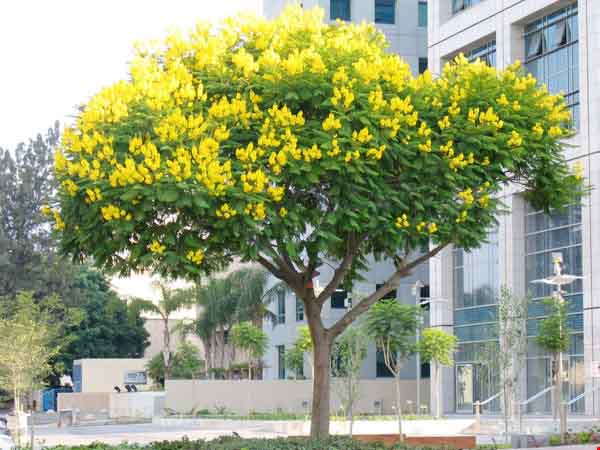 nên trồng cây gì trước nhà cho mát cây chuông vàng