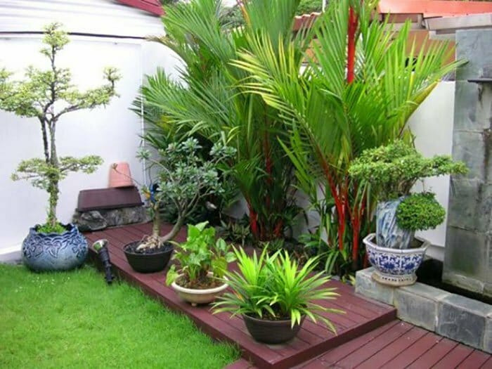 Những cây cảnh trồng sân vườn đẹp hợp phong thủy