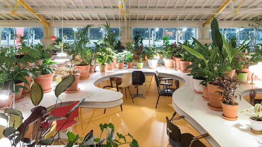 Dịch vụ cho thuê cây cảnh giúp tiết giảm chi phí và thời gian chăm sóc