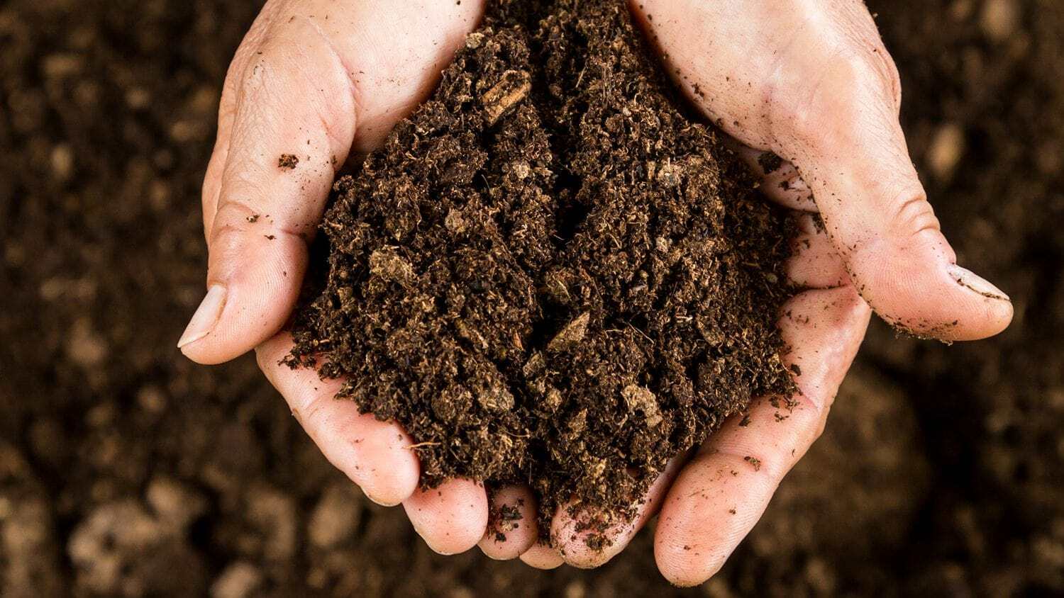 Cần chuẩn bị đất đạt chuẩn khi chiết cành