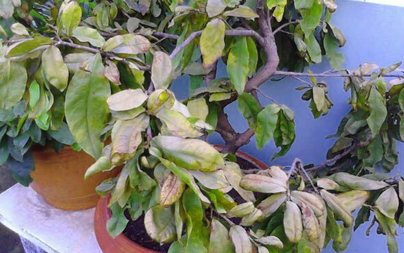 Đất trồng không phú hợp khiến cây nguyệt quế bị rụng lá