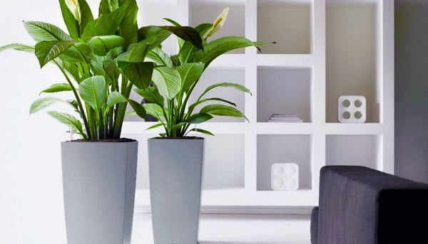 Cây xanh văn phòng mang lại không khí trong lành