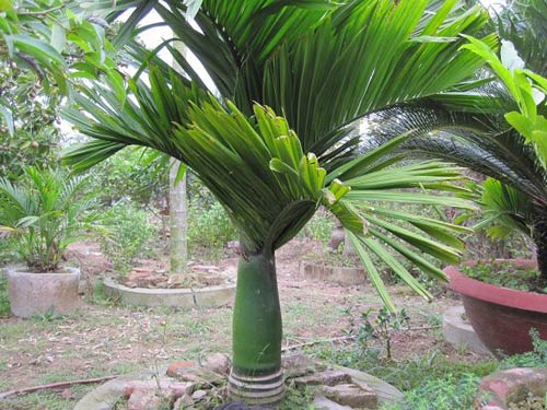 Cây cau trắng mang lại nhiều ý nghĩa