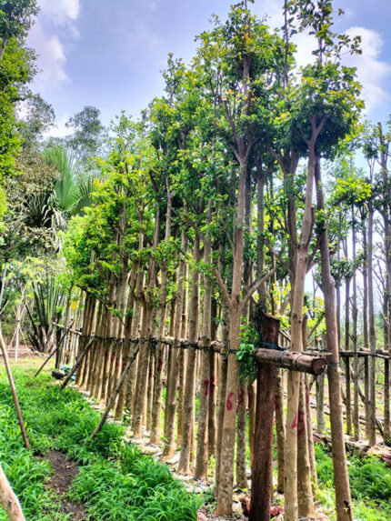 Cây Bàng Đài Loan đường kính 12 - 14cm