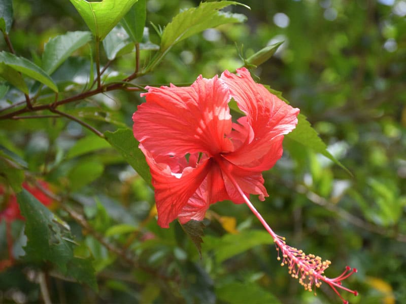 hoa dâm bụt màu đỏ
