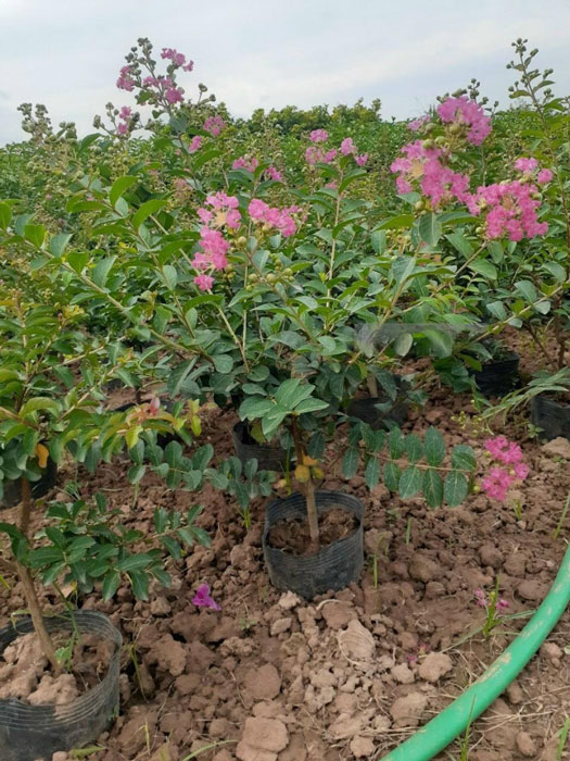 Nhân giống cây hoa tường vi bằng cách giâm cành