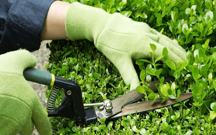 Cắt tỉa cây