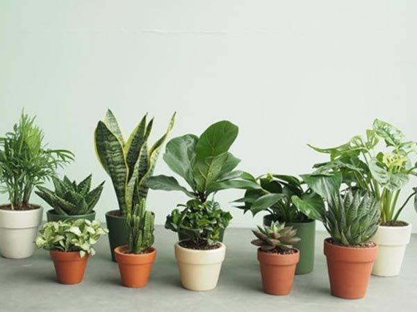 chọn cây cảnh phù hợp