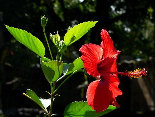 Hoa dâm bụt đơn